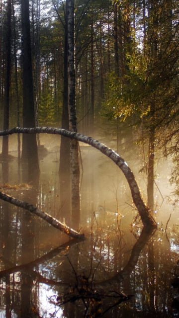 Morning In Forest wallpaper 360x640