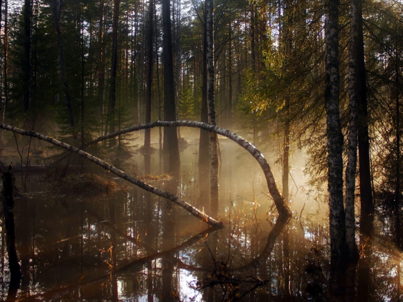 Morning In Forest screenshot #1 800x600