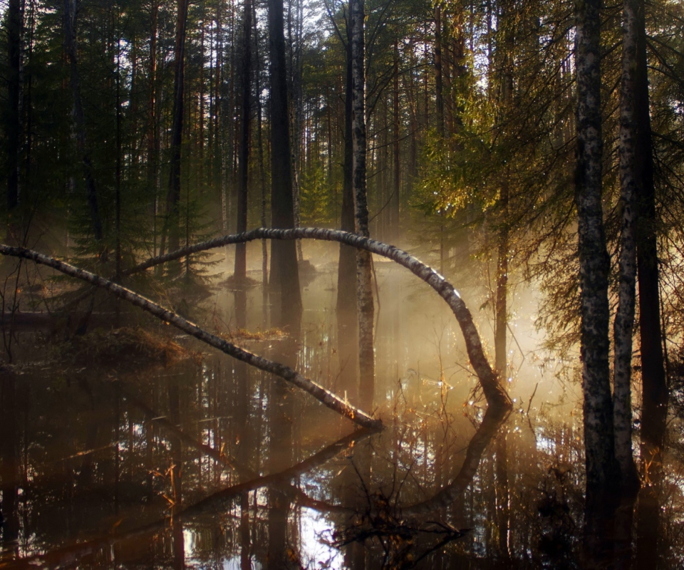 Sfondi Morning In Forest 960x800