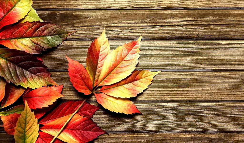Das Autumn Leaves Wallpaper 1024x600
