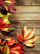 Das Autumn Leaves Wallpaper 132x176