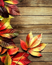 Autumn Leaves wallpaper 176x220