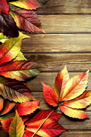 Das Autumn Leaves Wallpaper 320x480