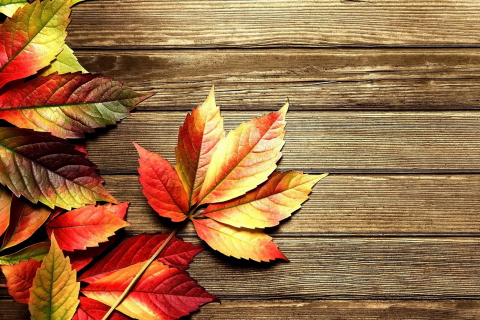 Das Autumn Leaves Wallpaper 480x320