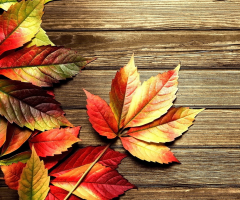 Autumn Leaves wallpaper 480x400