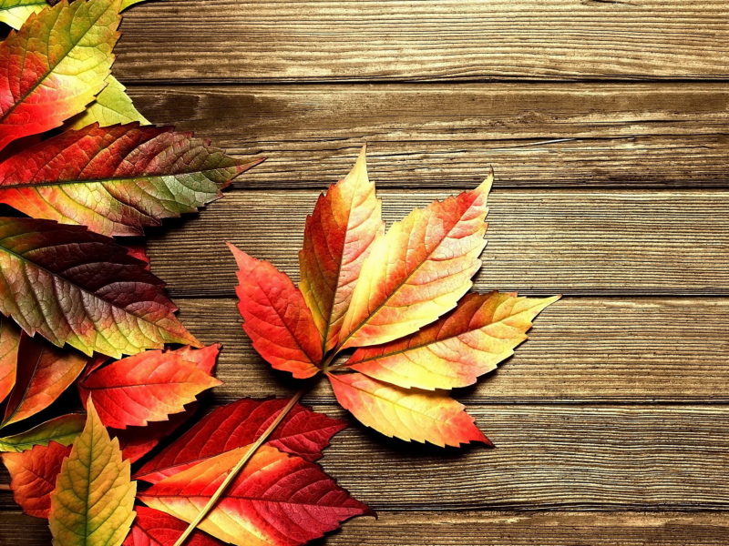 Das Autumn Leaves Wallpaper 800x600