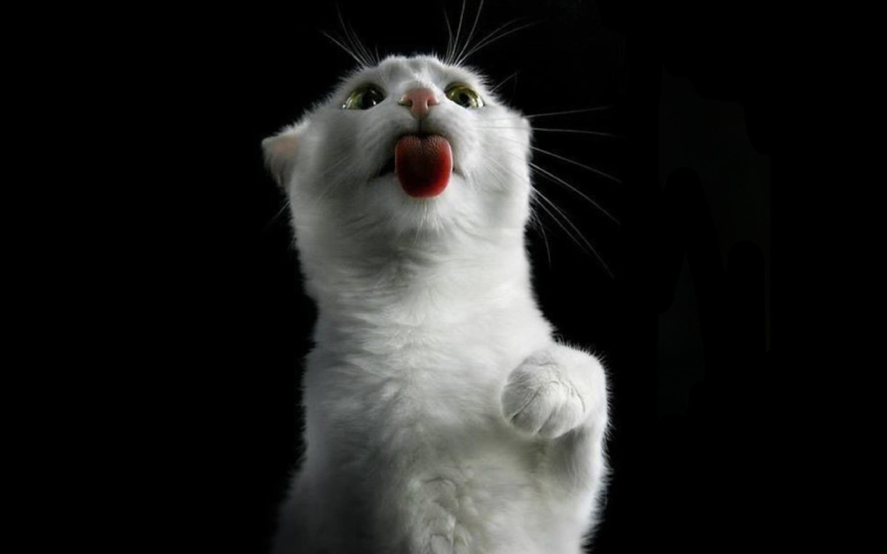 White Kitty screenshot #1 1280x800