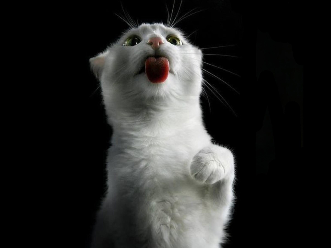 White Kitty wallpaper 1400x1050