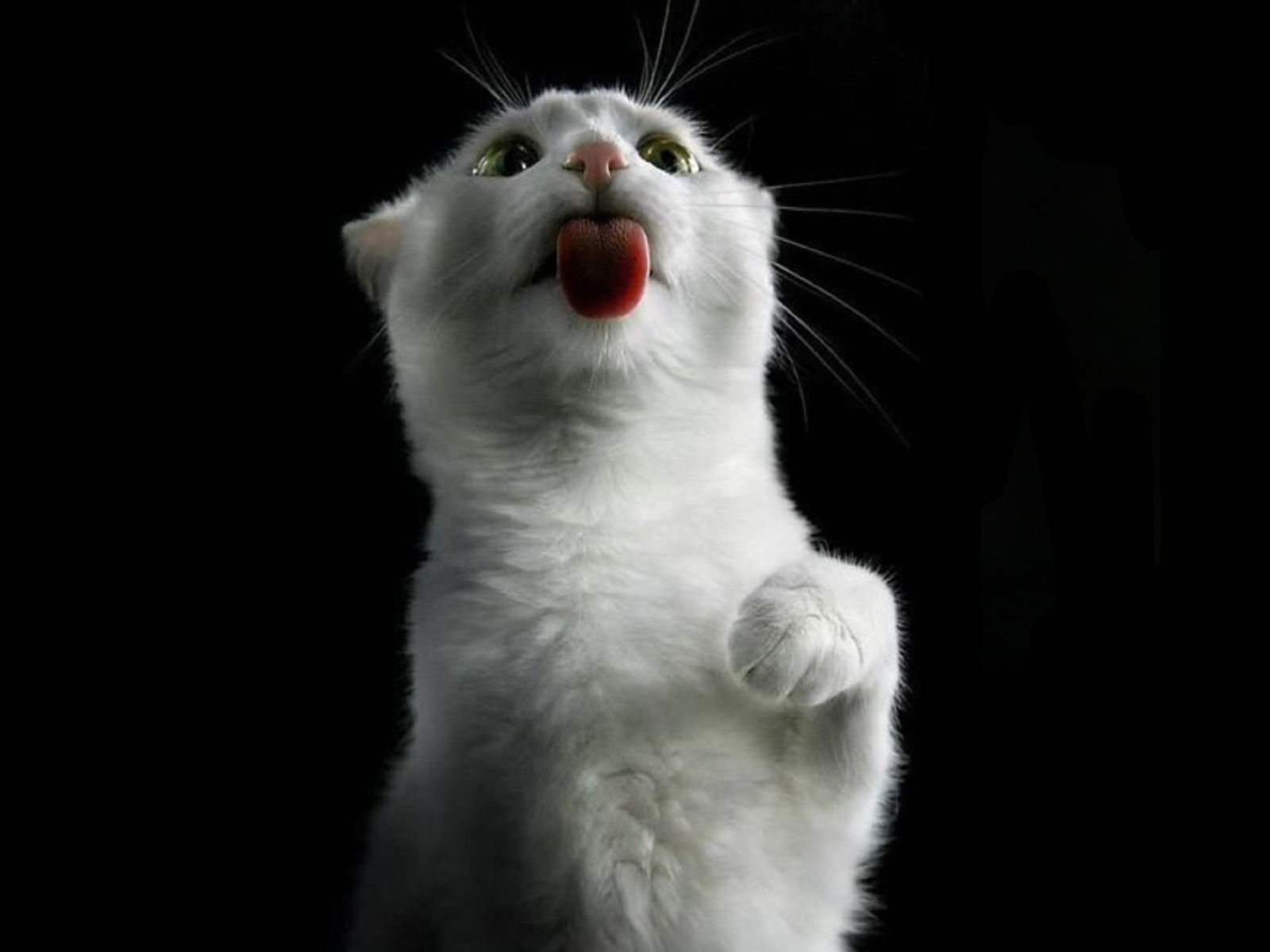 Fondo de pantalla White Kitty 1600x1200