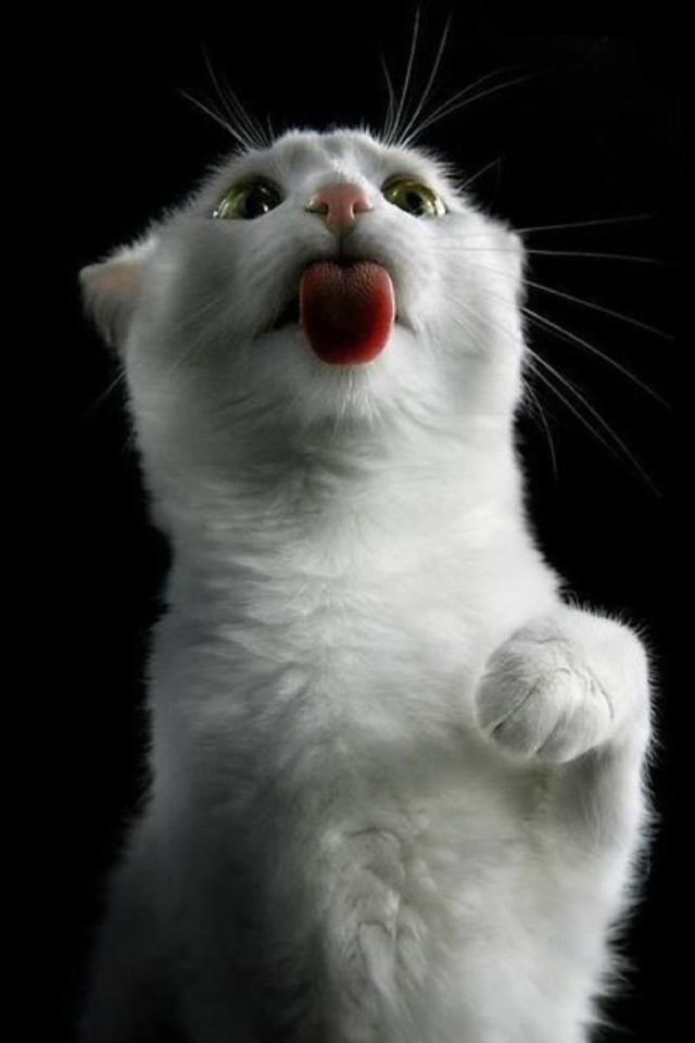 Das White Kitty Wallpaper 640x960