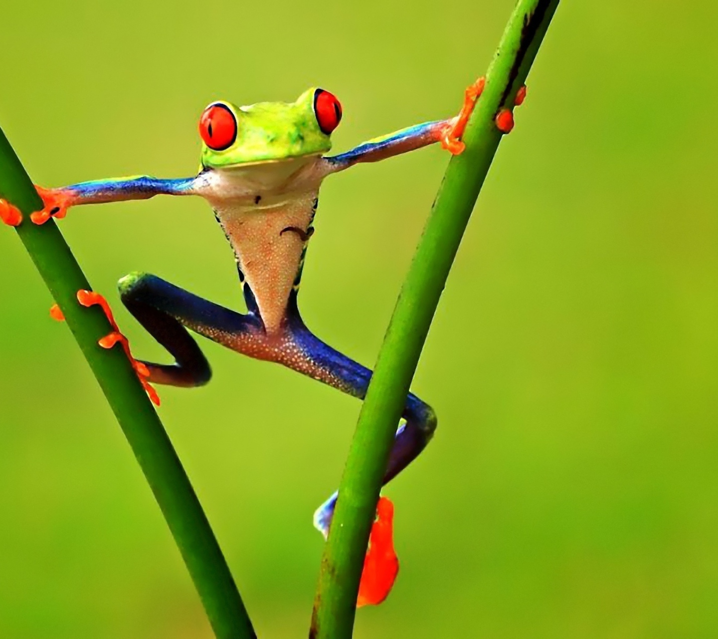 Fondo de pantalla Bright Frog 1440x1280