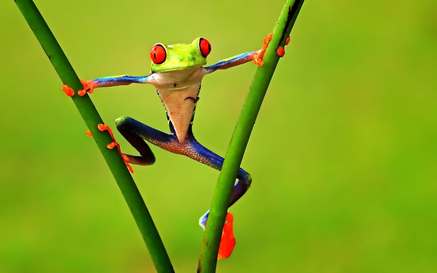 Bright Frog screenshot #1 1440x900