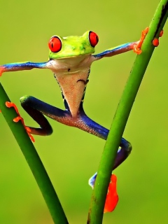 Bright Frog screenshot #1 240x320
