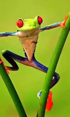 Bright Frog screenshot #1 240x400