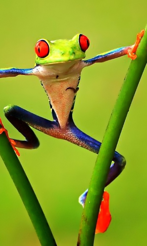 Bright Frog screenshot #1 480x800