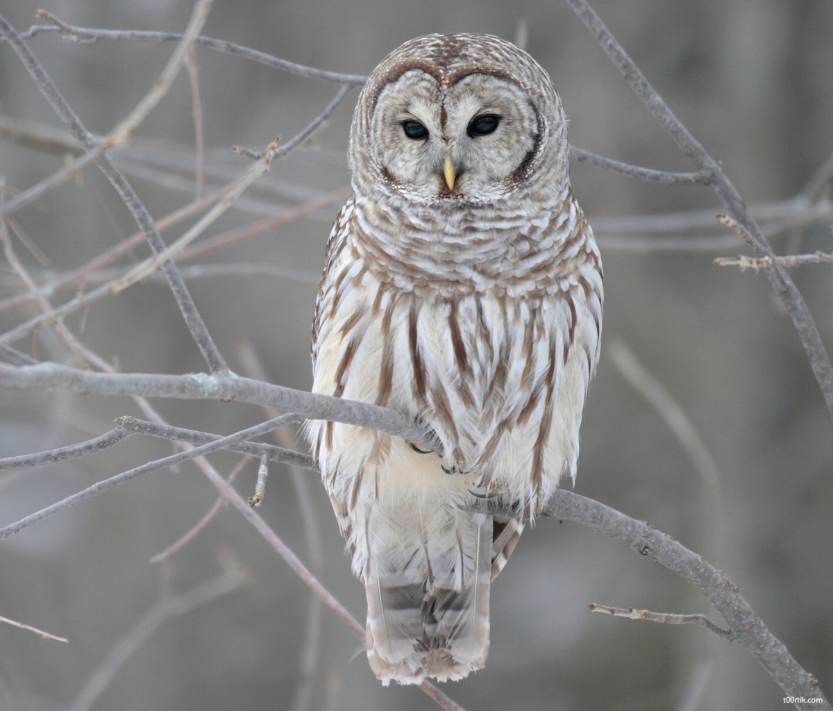 Grey Owl wallpaper 1200x1024