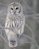 Sfondi Grey Owl 128x160