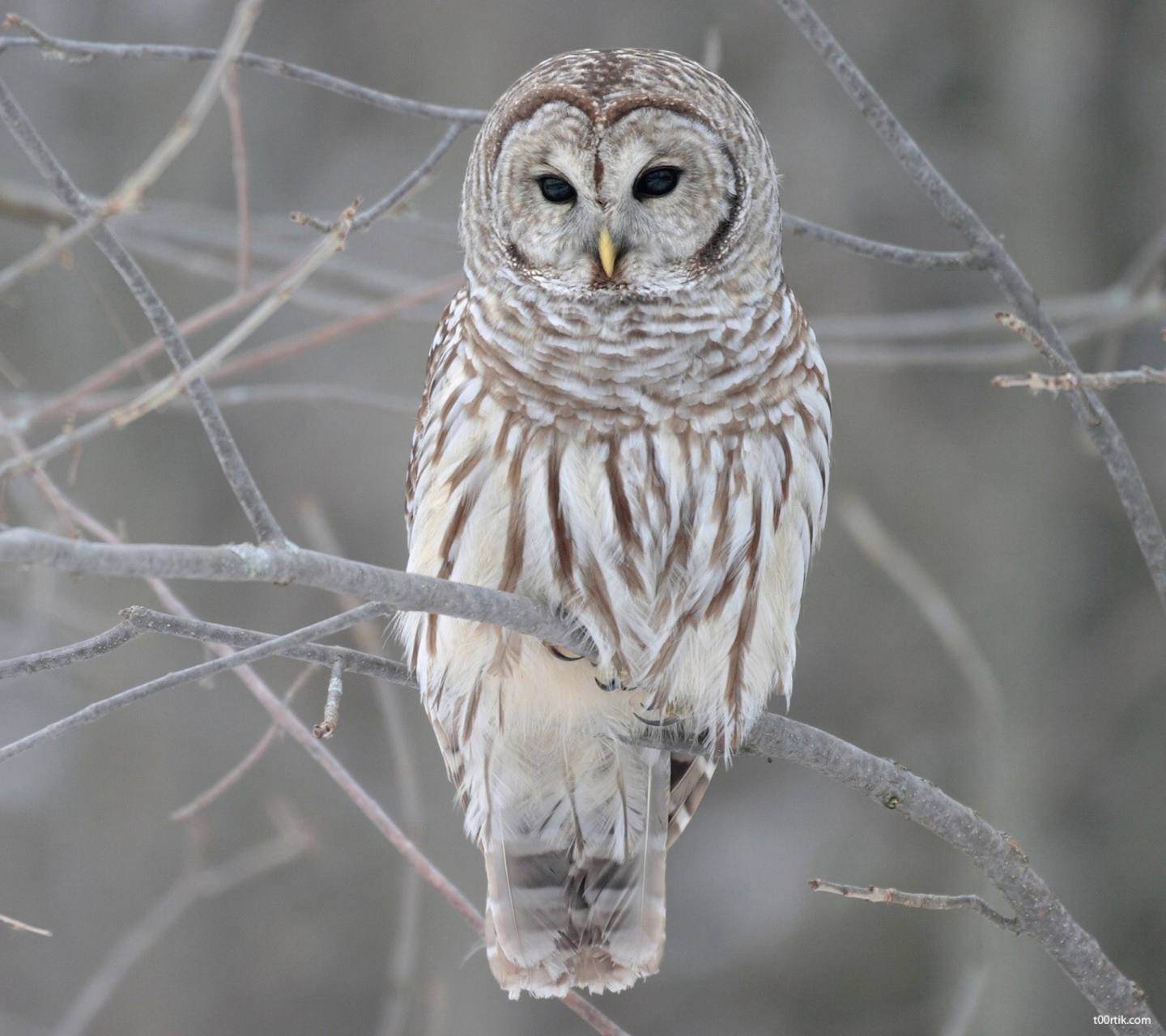 Fondo de pantalla Grey Owl 1440x1280