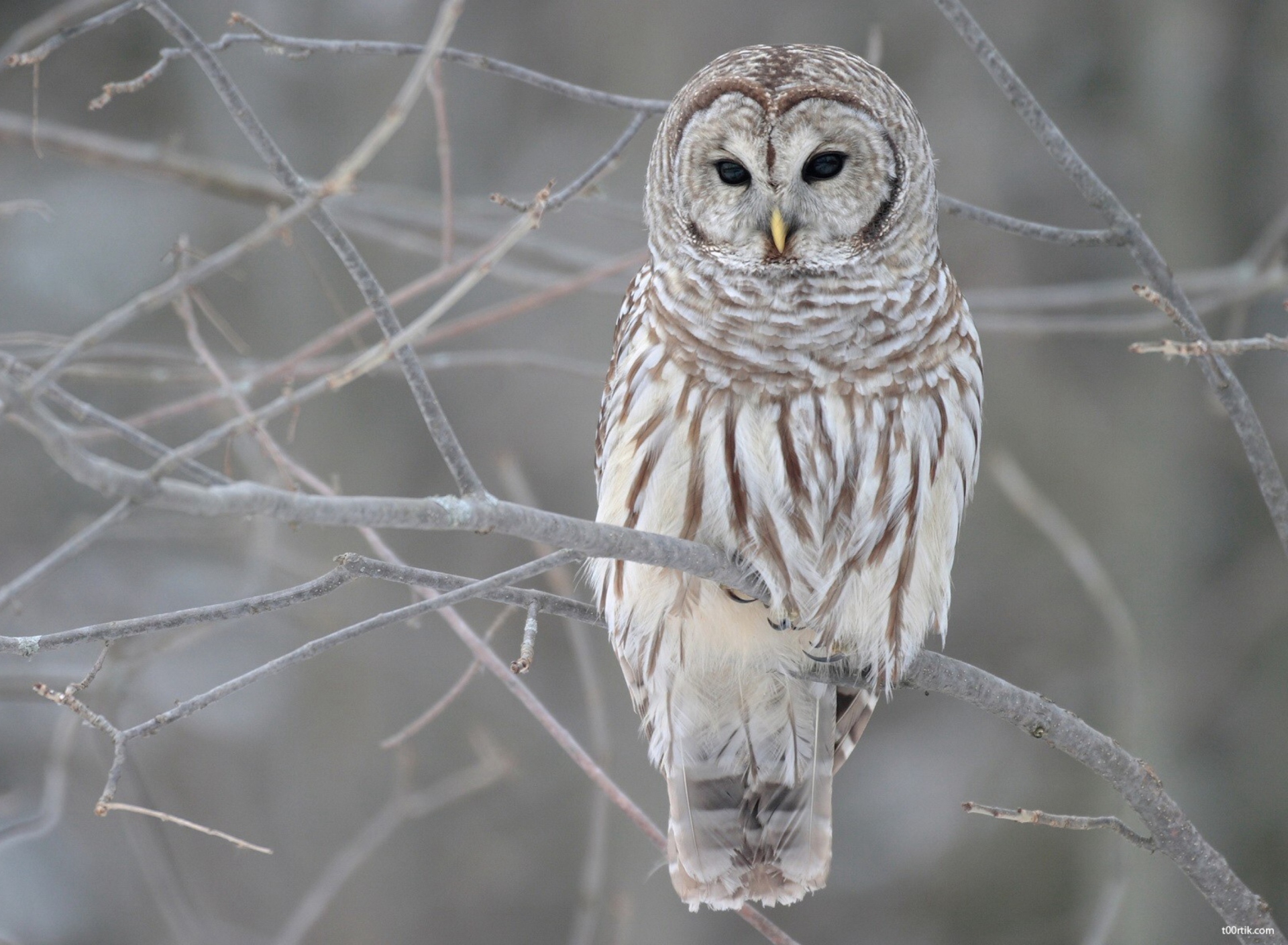 Fondo de pantalla Grey Owl 1920x1408