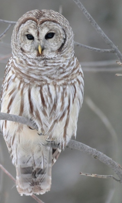 Grey Owl wallpaper 240x400