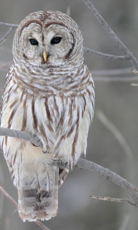 Grey Owl wallpaper 480x800