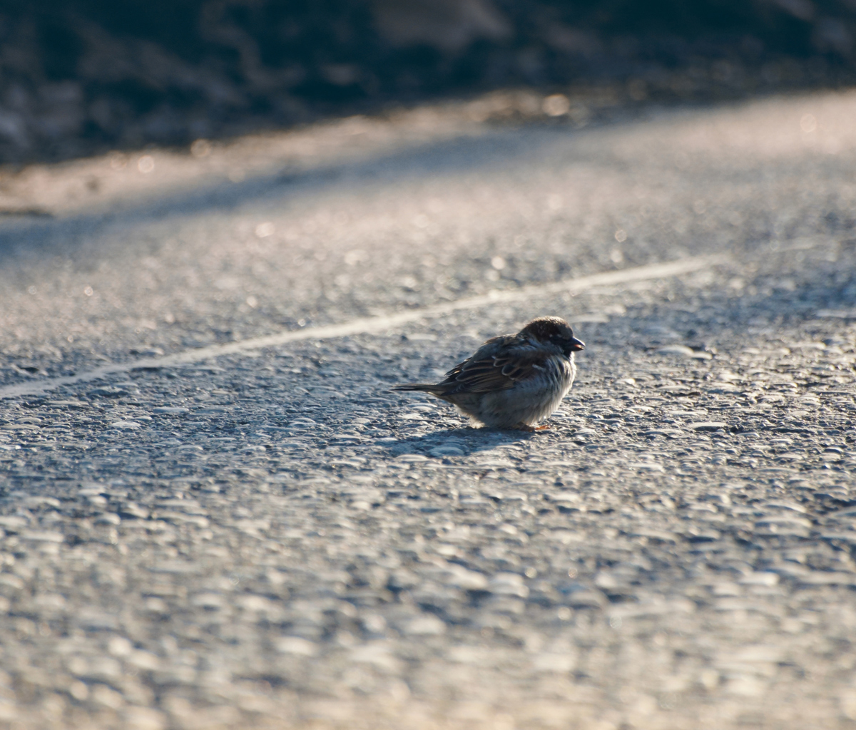 Sparrow wallpaper 1200x1024