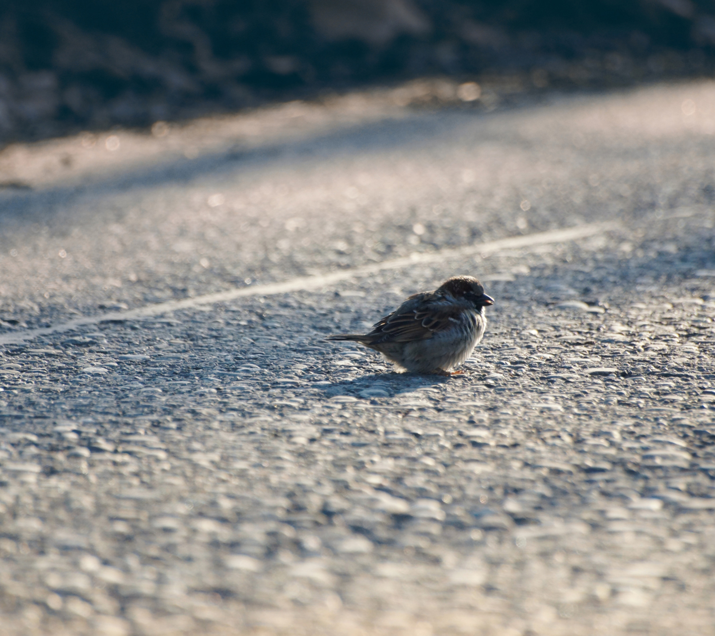 Sparrow wallpaper 1440x1280