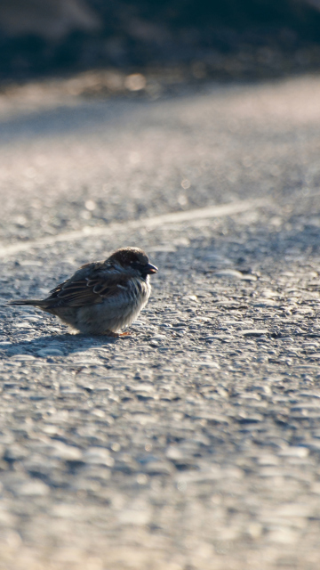 Sparrow wallpaper 360x640