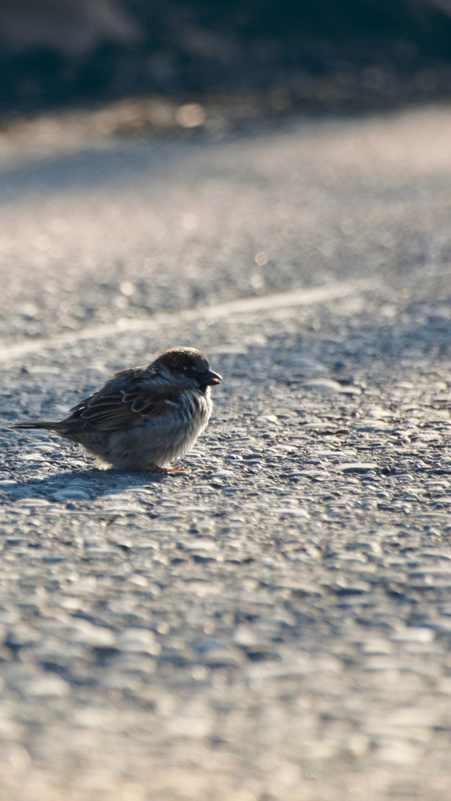 Sfondi Sparrow 640x1136