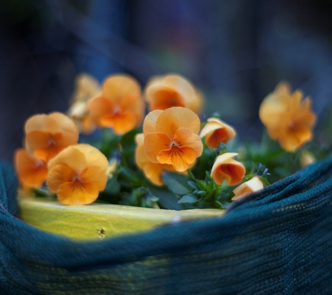Fondo de pantalla Orange Flowers 1080x960