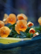 Orange Flowers screenshot #1 132x176