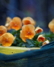 Fondo de pantalla Orange Flowers 176x220