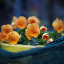 Orange Flowers screenshot #1 208x208