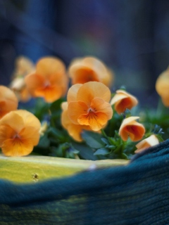 Orange Flowers wallpaper 240x320