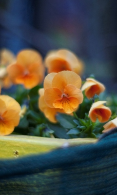Orange Flowers screenshot #1 240x400