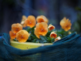 Sfondi Orange Flowers 320x240