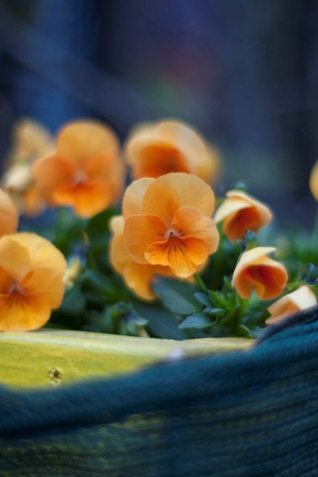 Orange Flowers wallpaper 640x960