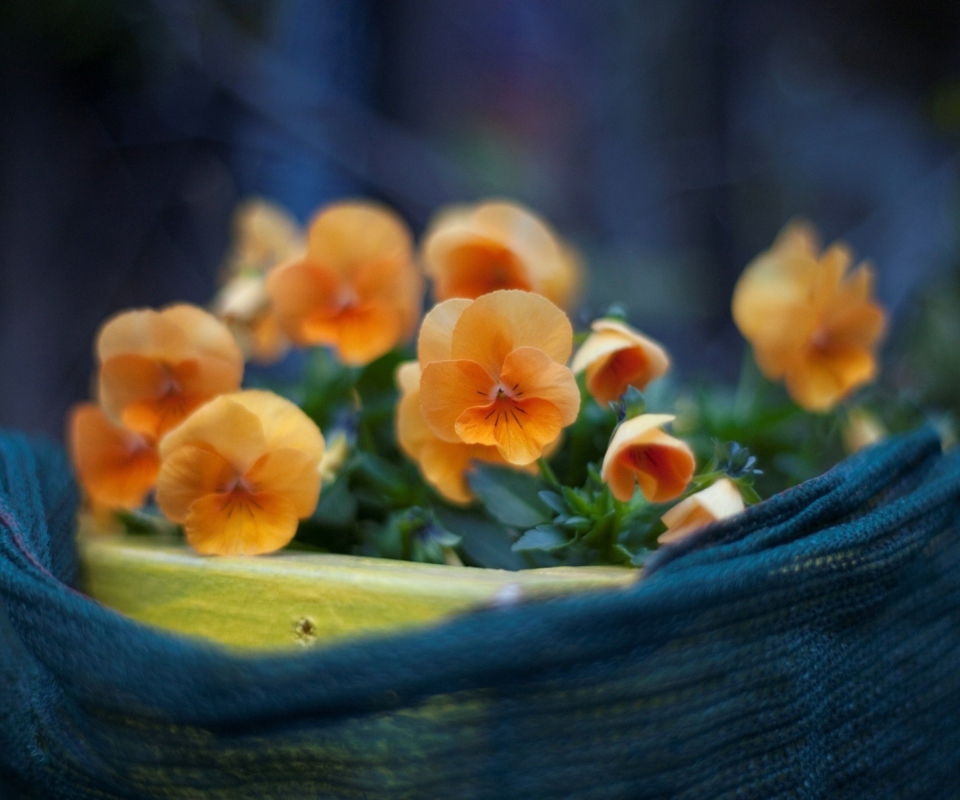 Обои Orange Flowers 960x800