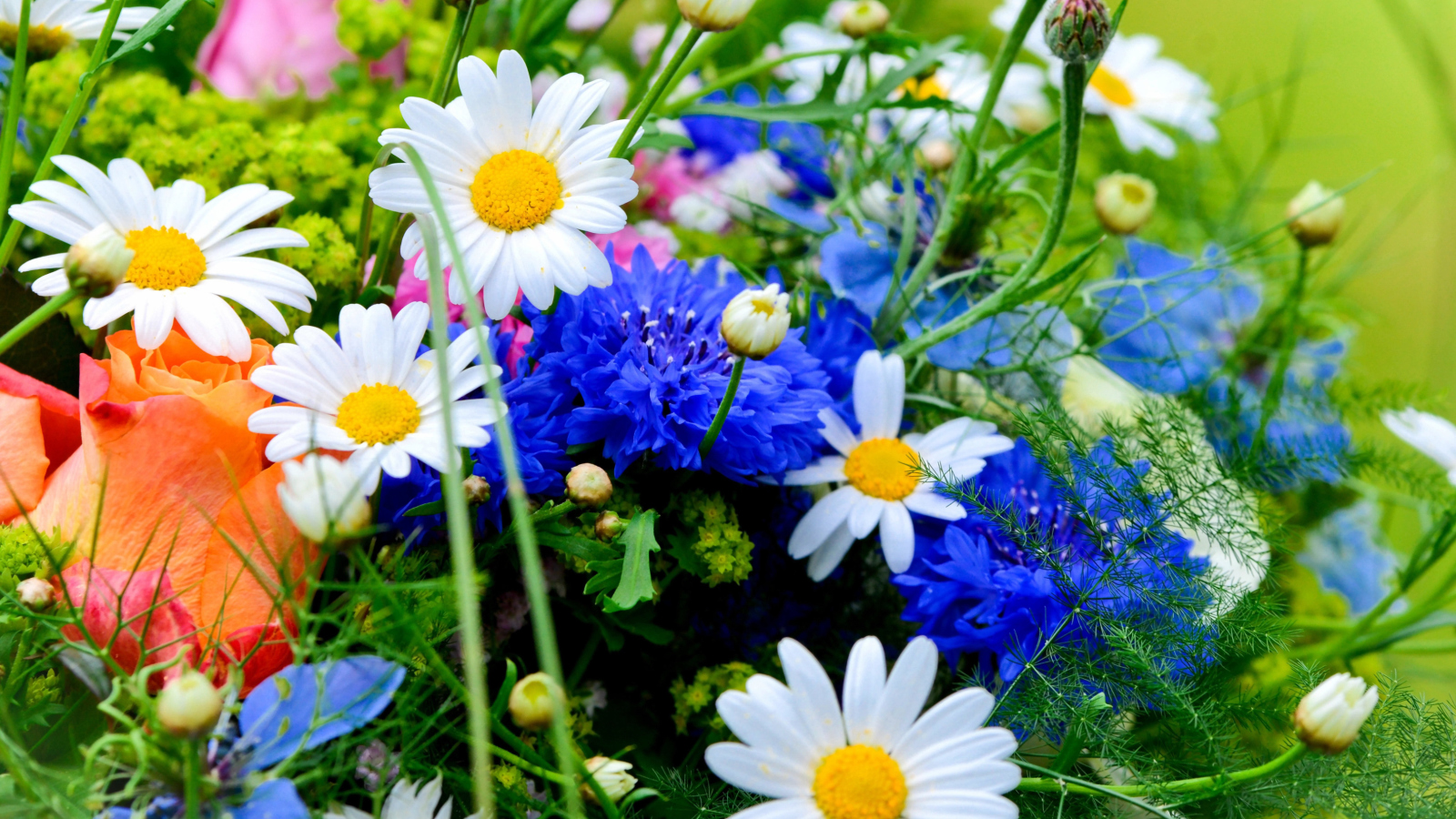 Fondo de pantalla Flower Bouquet 1600x900