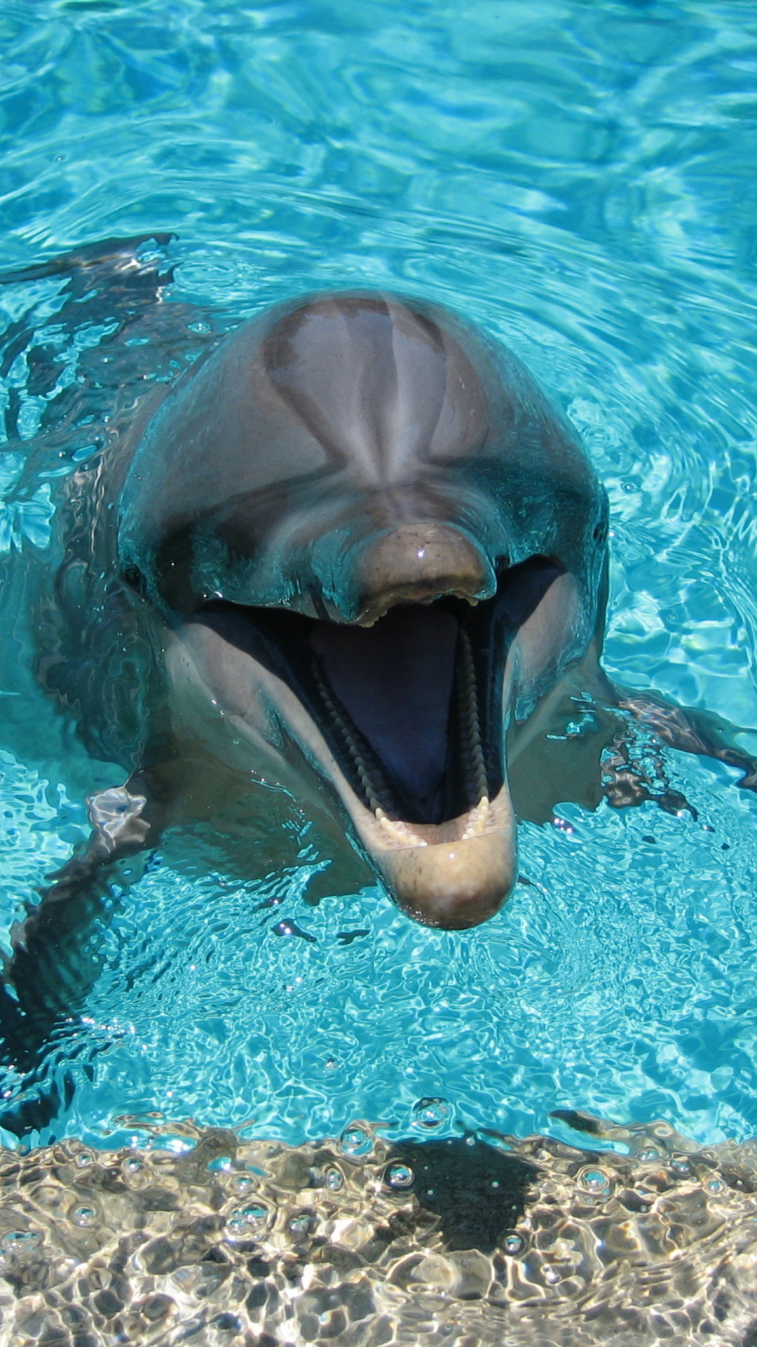 Happy Dolphin wallpaper 1080x1920