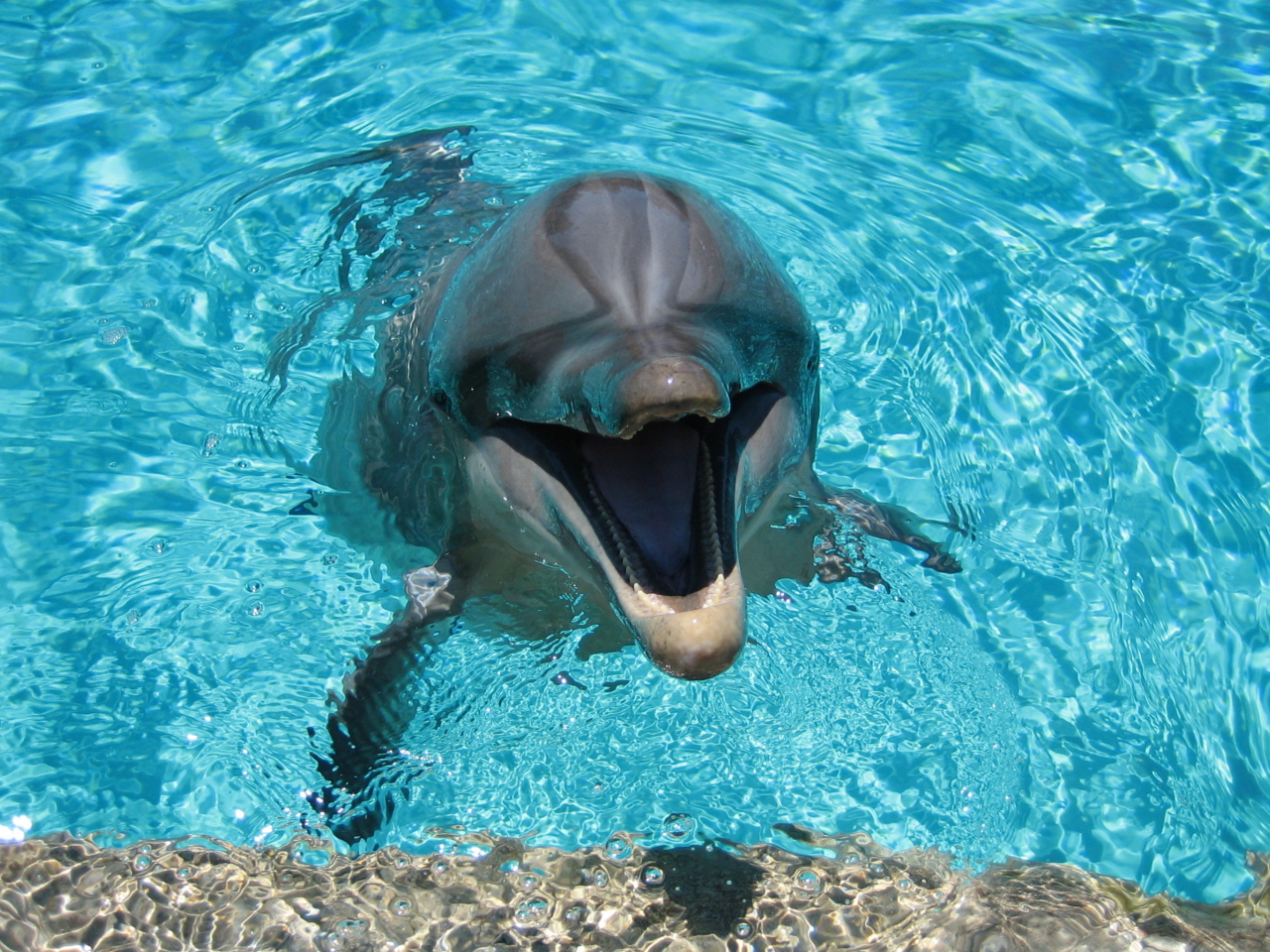 Fondo de pantalla Happy Dolphin 1280x960