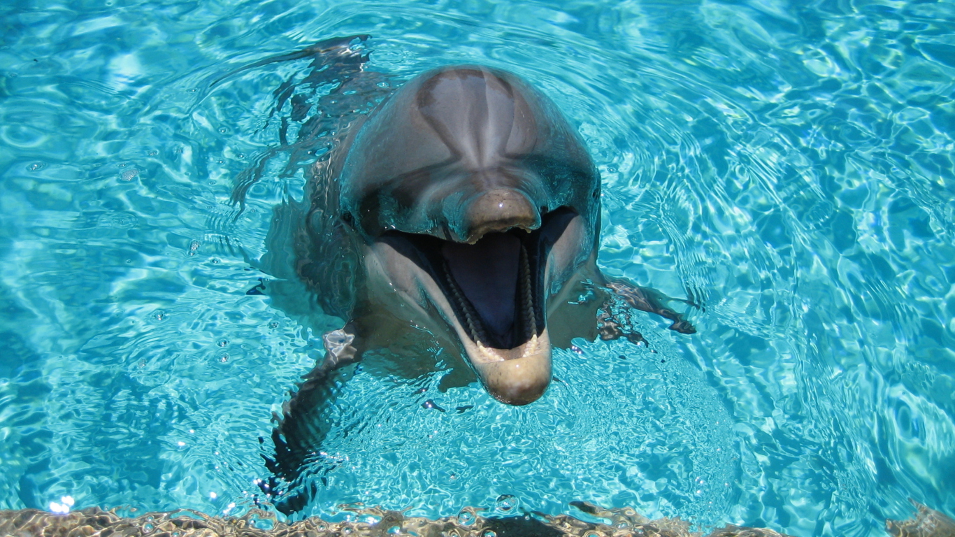 Sfondi Happy Dolphin 1366x768