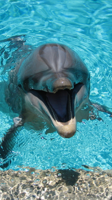 Обои Happy Dolphin 360x640