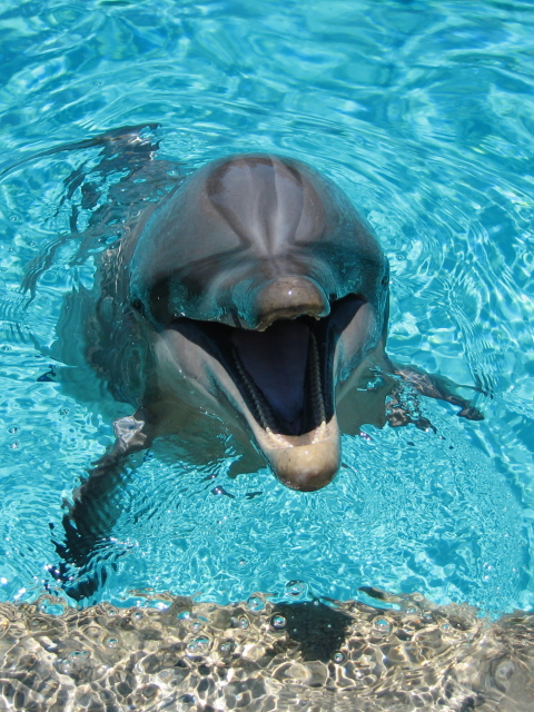 Обои Happy Dolphin 480x640