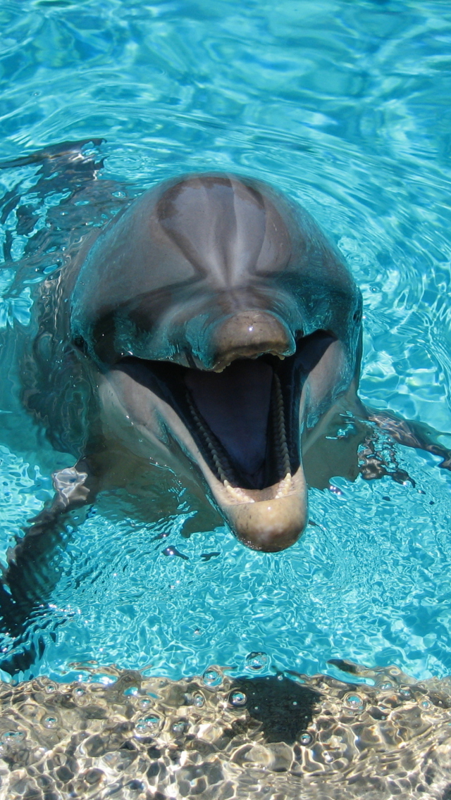 Das Happy Dolphin Wallpaper 640x1136