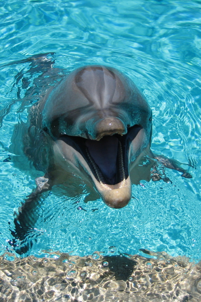 Sfondi Happy Dolphin 640x960