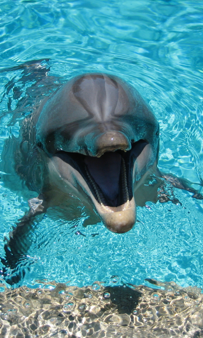 Sfondi Happy Dolphin 768x1280
