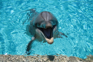 Happy Dolphin Background for Android, iPhone and iPad