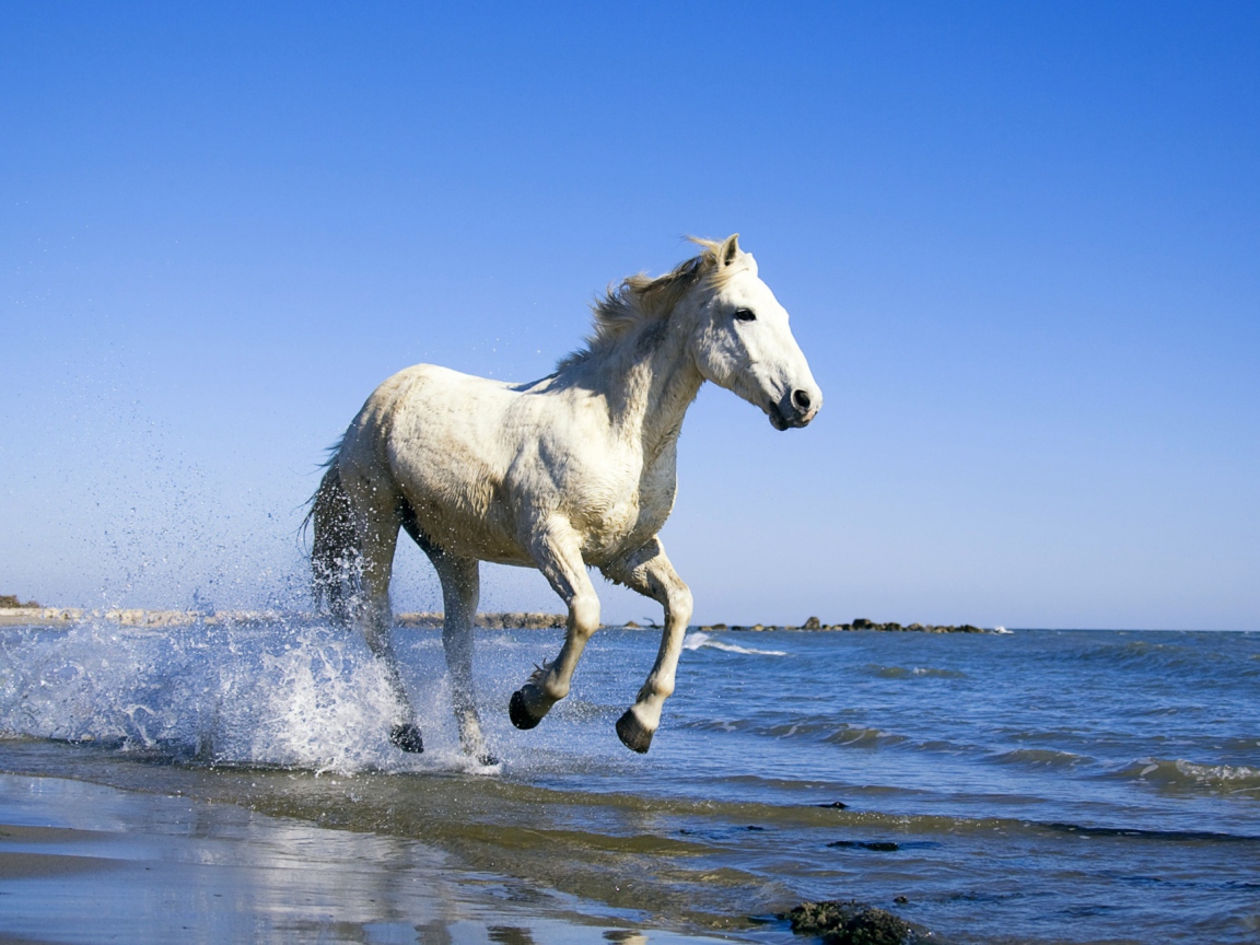 Das White Horse Wallpaper 1152x864