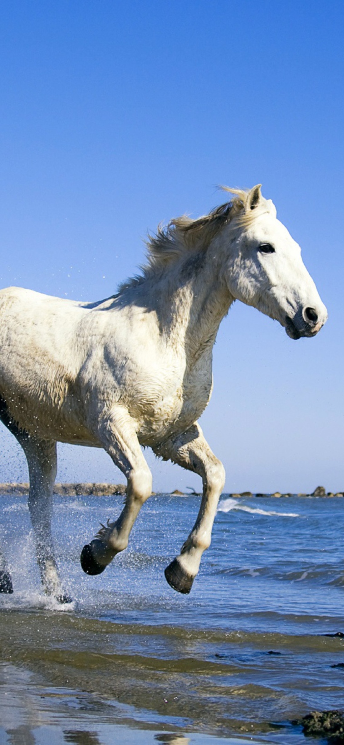 Sfondi White Horse 1170x2532